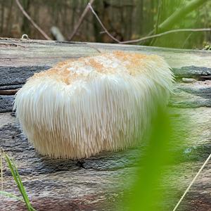 Bearded Tooth