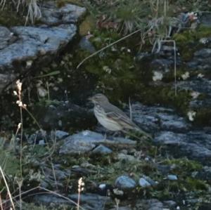 Water Pipit