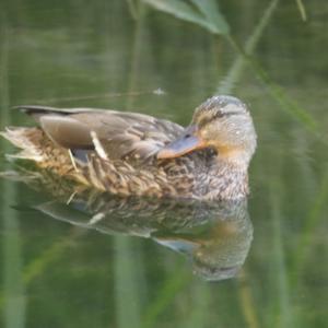 Stockente
