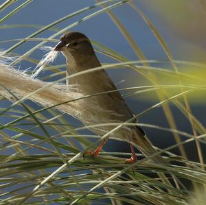 House Sparrow