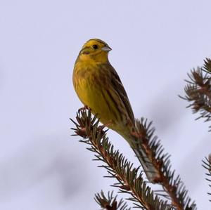 Yellowhammer