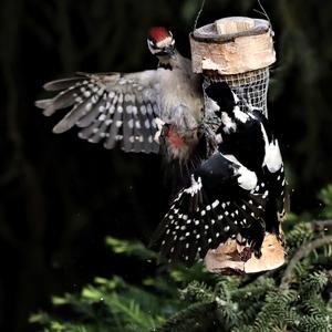 Great Spotted Woodpecker