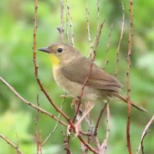 Common Yellowthroat