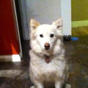 American Eskimo Dog