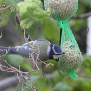 Blue Tit