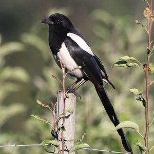 Black-billed Magpie