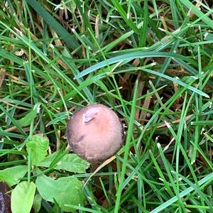 Lawn Mower`s Mushroom