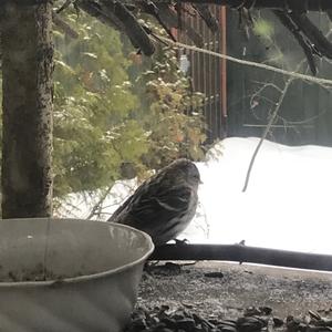 Common Redpoll