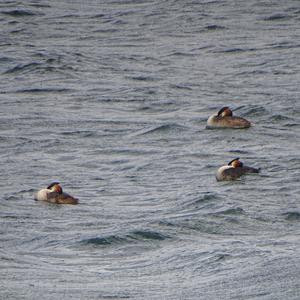 Great Crested Grebe