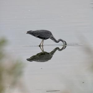 Grey Heron