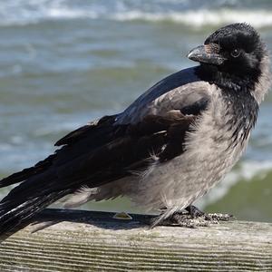 Hooded Crow