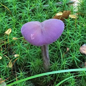 Amethyst Deceiver