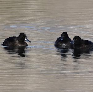 Tufted Duck