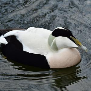 Common Eider