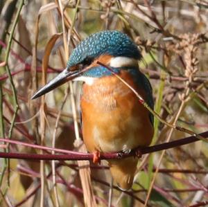 Eisvogel