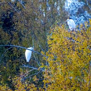 Great Egret