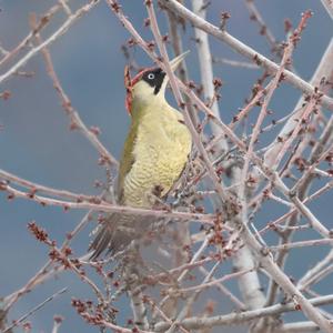 Eurasian Green Woodpecker