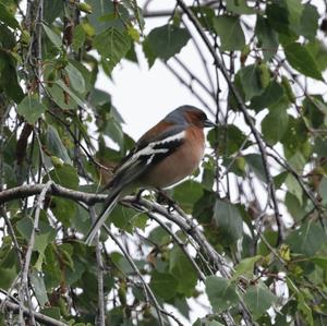 Eurasian Chaffinch