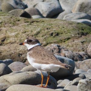 Semipalmated Plover