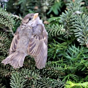 House Sparrow