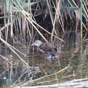 Common Moorhen