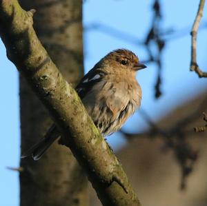 Eurasian Chaffinch