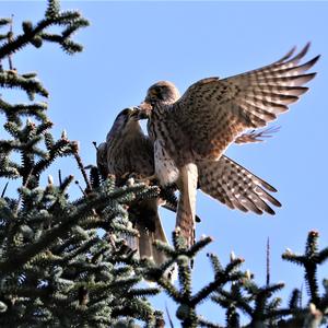 Common Kestrel