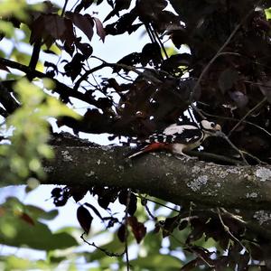 Great Spotted Woodpecker