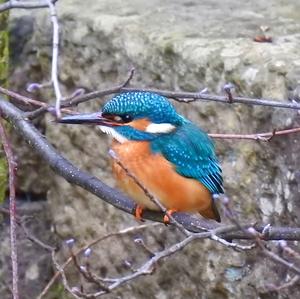 Common Kingfisher