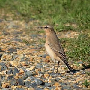 Northern Wheatear