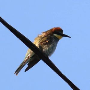 European Bee-eater