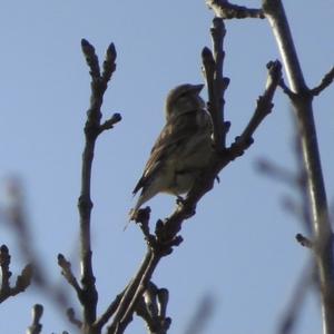 Eurasian Linnet