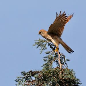 Common Kestrel