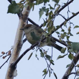 Blackcap