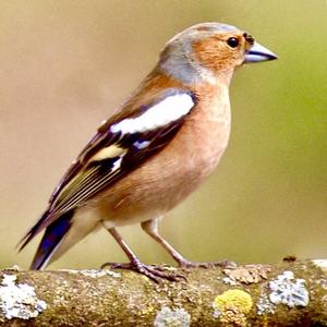 Eurasian Chaffinch