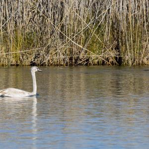 Mute Swan