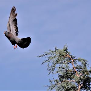 Stock Dove