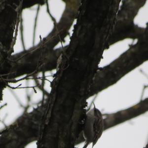 Eurasian Treecreeper