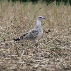 Herring Gull