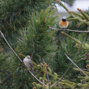 Common Redstart