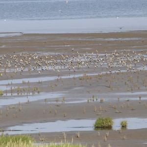 Eurasian Golden Plover