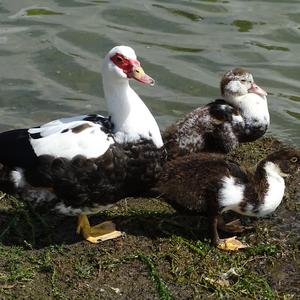 Muscovy Duck