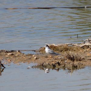 Little Tern