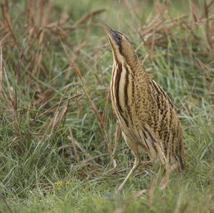 Great Bittern