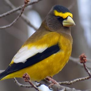 Evening Grosbeak