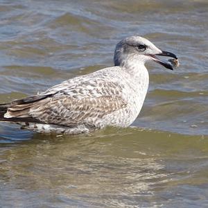Unknown Species