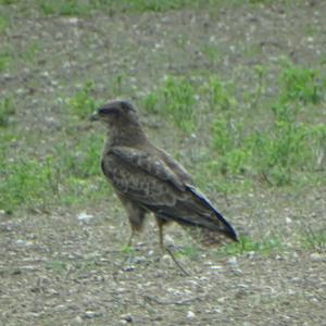 Common Buzzard