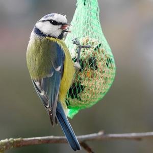 Blue Tit