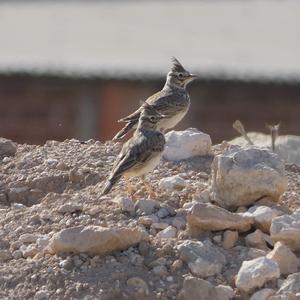 Thekla Lark