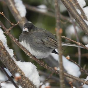 Dark-eyed Junco